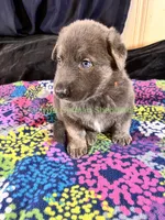 Saffron's Mr. Spiced Orange, a male German Shepherd Dog for sale in Piedmont, MO – 8 of 10