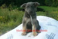 Sapphire's Miss Harvest Hayride, a female German Shepherd Dog for sale in Piedmont, MO – 6 of 6