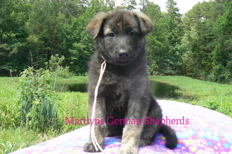 Lakeside Morning's Miss Peach Blossom and Nectar – German Shepherd Dog puppy for sale in Piedmont, MO