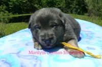 Snickerdoodle's Miss Banana Cream Latte, a female German Shepherd Dog for sale in Piedmont, MO – 4 of 5