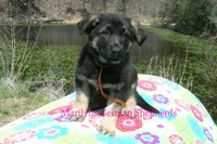 Midnight Illusions Mr Mango Papaya Paradise, a male German Shepherd Dog for sale in Piedmont, MO – 2 of 6