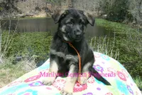 Midnight Illusions Mr Mango Papaya Paradise, a male German Shepherd Dog for sale in Piedmont, MO – 6 of 6