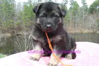Midnight Illusions Mr Mango Papaya Paradise, a male German Shepherd Dog for sale in Piedmont, MO – Photo 2 of 6