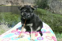 Midnight Illusions Mr Mango Papaya Paradise, a male German Shepherd Dog for sale in Piedmont, MO – 4 of 6