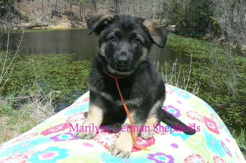 Midnight Illusions Mr Mango Papaya Paradise – German Shepherd Dog puppy for sale in Piedmont, MO