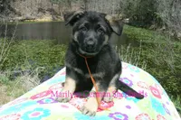 Midnight Illusions Mr Mango Papaya Paradise, a male German Shepherd Dog for sale in Piedmont, MO – 1 of 6