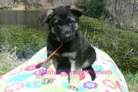 Midnight Illusions Mr Mango Papaya Paradise, a male German Shepherd Dog for sale in Piedmont, MO – 3 of 6