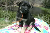 Midnight Illusions Mr Mango Papaya Paradise, a male German Shepherd Dog for sale in Piedmont, MO – 5 of 6