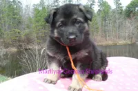 Midnight Illusions Mr Mango Papaya Paradise, a male German Shepherd Dog for sale in Piedmont, MO – Photo 1 of 6