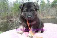 Midnight Illusions Mr Mango Papaya Paradise, a male German Shepherd Dog for sale in Piedmont, MO – Photo 3 of 6