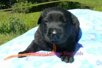 Snickerdoodle's Mr. Orange Ginger, a male German Shepherd Dog for sale in Piedmont, MO – 5 of 5