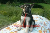 Strawberry's Miss Cranberry Harvest, a female German Shepherd Dog for sale in Piedmont, MO – 3 of 6
