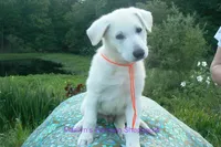 Ice Princess's Mr. Chasing Daydreams, a male German Shepherd Dog for sale in Piedmont, MO – 2 of 5