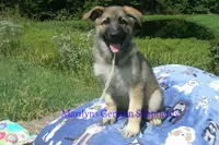 Strawberry's Miss Salted Butterscotch, a female German Shepherd Dog for sale in Piedmont, MO – 6 of 6