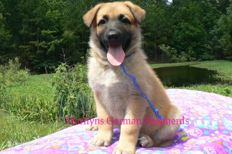 Lakeside Morning's Mr. Midnight Blue Citrus – German Shepherd Dog puppy for sale in Piedmont, MO