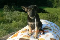 Enchantress's Mr. White Pine Lake, a male German Shepherd Dog for sale in Piedmont, MO – 3 of 6