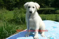 Lakeside Morning's Mr. Sea Salt Coast, a male German Shepherd Dog for sale in Piedmont, MO – 3 of 6