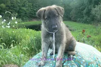 Ice Princess's Mr. Toasted Marshmallow Pop, a male German Shepherd Dog for sale in Piedmont, MO – 3 of 6