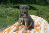 Sapphire's Miss Harvest Hayride, a female German Shepherd Dog for sale in Piedmont, MO – 2 of 6