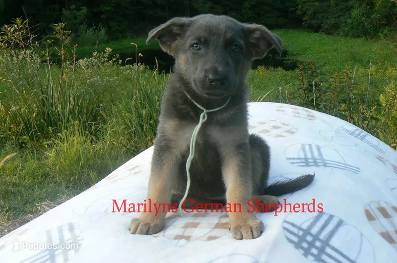 Sapphire's Miss Harvest Hayride – German Shepherd Dog puppy for sale in Piedmont, MO