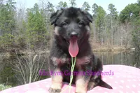Midnight Illusions Miss Sweet Kiwi and Starfruit, a female German Shepherd Dog for sale in Piedmont, MO – Photo 5 of 6