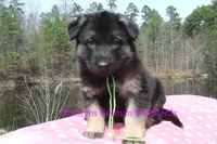 Midnight Illusions Miss Sweet Kiwi and Starfruit, a female German Shepherd Dog for sale in Piedmont, MO – Photo 3 of 6