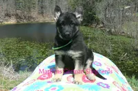 Midnight Illusions Miss Sweet Kiwi and Starfruit, a female German Shepherd Dog for sale in Piedmont, MO – Photo 2 of 6