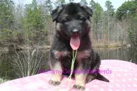 Midnight Illusions Miss Sweet Kiwi and Starfruit, a female German Shepherd Dog for sale in Piedmont, MO – Photo 1 of 6