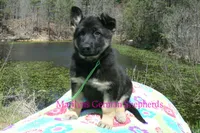 Midnight Illusions Miss Sweet Kiwi and Starfruit, a female German Shepherd Dog for sale in Piedmont, MO – Photo 6 of 6
