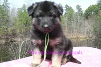 Midnight Illusions Miss Sweet Kiwi and Starfruit, a female German Shepherd Dog for sale in Piedmont, MO – Photo 2 of 6