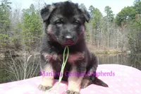 Midnight Illusions Miss Sweet Kiwi and Starfruit, a female German Shepherd Dog for sale in Piedmont, MO – Photo 4 of 6