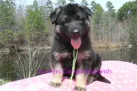 Midnight Illusions Miss Sweet Kiwi and Starfruit, a female German Shepherd Dog for sale in Piedmont, MO – Photo 6 of 6