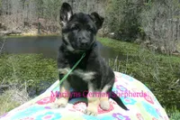 Midnight Illusions Miss Sweet Kiwi and Starfruit, a female German Shepherd Dog for sale in Piedmont, MO – Photo 5 of 6