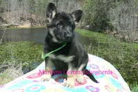 Midnight Illusions Miss Sweet Kiwi and Starfruit, a female German Shepherd Dog for sale in Piedmont, MO – Photo 4 of 6