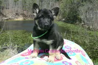 Midnight Illusions Miss Sweet Kiwi and Starfruit, a female German Shepherd Dog for sale in Piedmont, MO – Photo 3 of 6