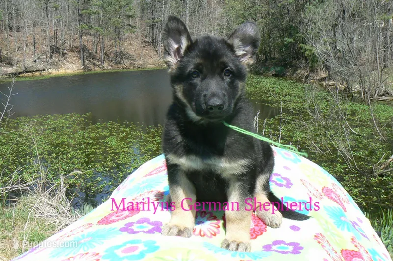 Midnight Illusions Miss Sweet Kiwi and Starfruit – German Shepherd Dog puppy for sale in Piedmont, MO