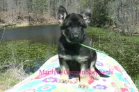 Midnight Illusions Miss Sweet Kiwi and Starfruit, a female German Shepherd Dog for sale in Piedmont, MO – Photo 1 of 6