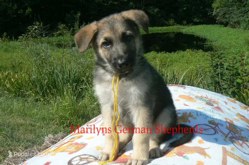 Strawberry's Mr. Fresh Fall Morning – German Shepherd Dog puppy for sale in Piedmont, MO