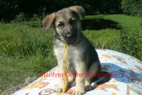 Strawberry's Mr. Fresh Fall Morning, a male German Shepherd Dog for sale in Piedmont, MO – 1 of 6