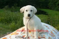 Strawberry's Miss Midnight Plum, a female German Shepherd Dog for sale in Piedmont, MO – 5 of 6