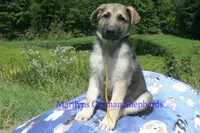 Strawberry's Mr. Fresh Fall Morning, a male German Shepherd Dog for sale in Piedmont, MO – 2 of 6