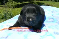 Snickerdoodle's Mr. Orange Ginger, a male German Shepherd Dog for sale in Piedmont, MO – 2 of 5