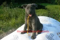 Sapphire's Miss Sunrise Woods, a female German Shepherd Dog for sale in Piedmont, MO – 3 of 6