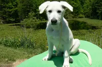Miami's Mr. Backyard Honeysuckle, a male German Shepherd Dog for sale in Piedmont, MO – 2 of 6