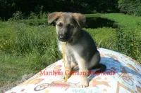 Strawberry's Mr. Fresh Fall Morning, a male German Shepherd Dog for sale in Piedmont, MO – 3 of 6