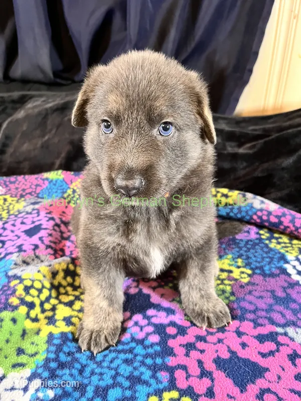 Saffron's Mr. Spiced Orange – German Shepherd Dog puppy for sale in Piedmont, MO