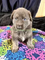 Saffron's Mr. Spiced Orange, a male German Shepherd Dog for sale in Piedmont, MO – 1 of 10