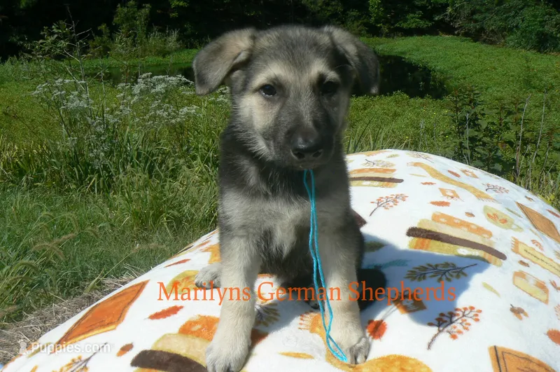 Enchantress's Mr. Crisp Forest Air – German Shepherd Dog puppy for sale in Piedmont, MO