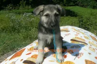 Enchantress's Mr. Crisp Forest Air, a male German Shepherd Dog for sale in Piedmont, MO – 1 of 6