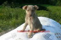 Sapphire's Miss Amber Vanilla, a female German Shepherd Dog for sale in Piedmont, MO – 3 of 6